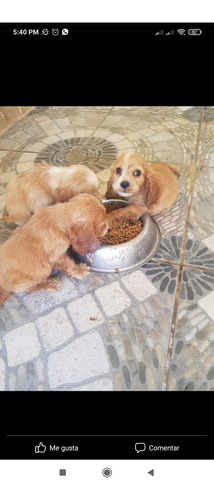 Cocker Spaniel Hembra En Quito 