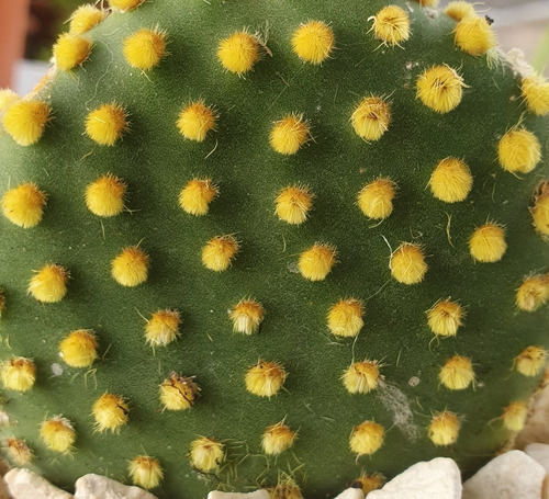 Planta Cacto Opuntia Microdasys Pallida (orelha De Mickey) | MercadoLivre