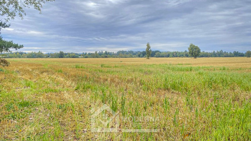 Predio De 33,5 Ha Con Nueva Tierra