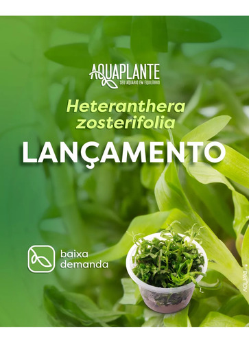 Planta Aquaplante Heteranthera Zosterifolia