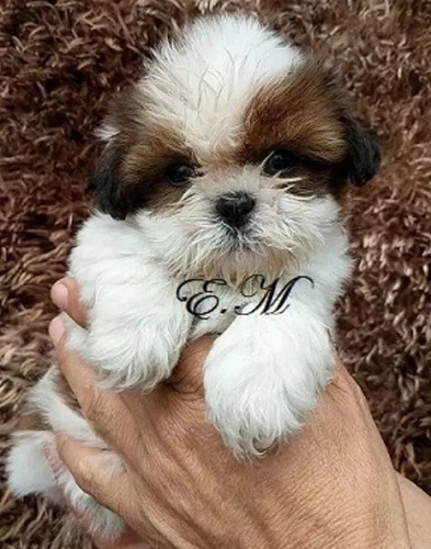 Shihtzu Puros Perritos Con Garantìa 350 Macho Y Hembra