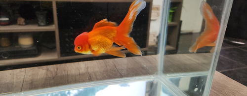 Pez Oranda Cabeza De Leon .2 Durazno Dorado