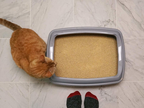 Mejor Arena Para Gatos Del Mundo, La Agrupación Fórmula Cama