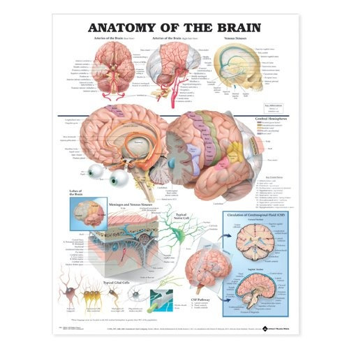 Aww 9781587790898 Anatomía Del Cerebro 20 PuLG. X 26 En ....