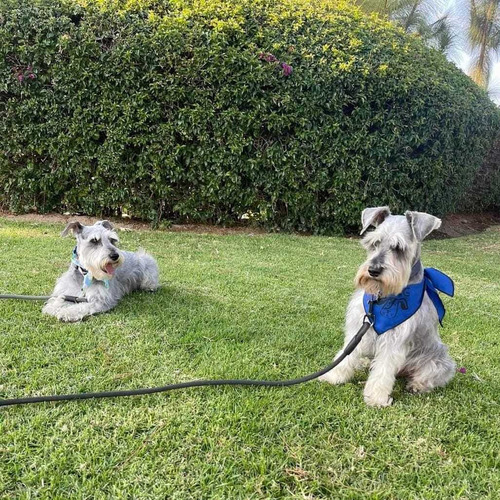 Schnauzer Miniatura Excelente Calidad