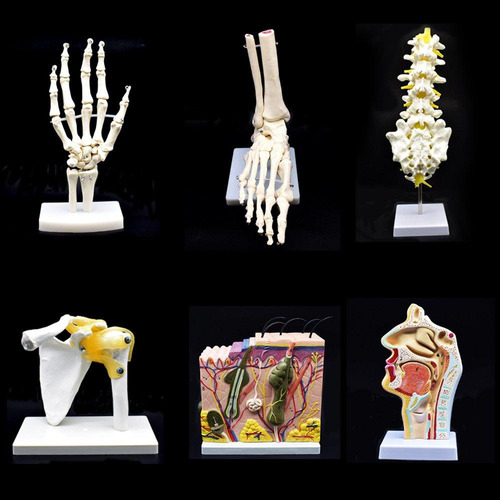 Modelo Esqueleto Mano Humana Articulado Xindam Tamaño Real