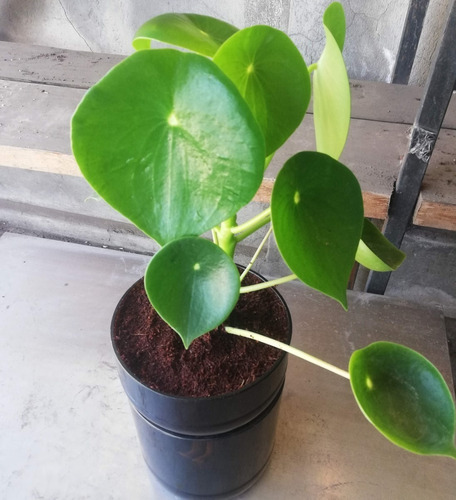 Imagen 6 de 9 de Cuchara Little Plant 22, Maceta Autorregante