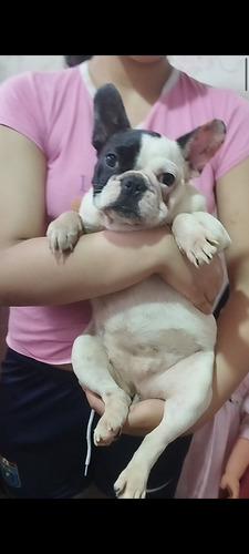 Bulldog Francés Hembrita 8 Meses