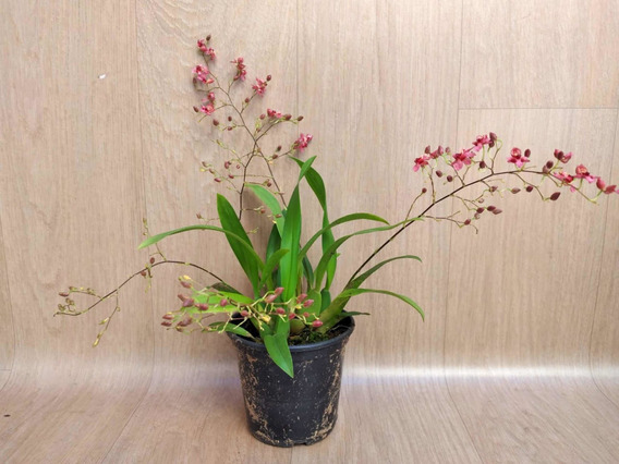 Orquídea Oncidium Twinkle * Red Fantasy *