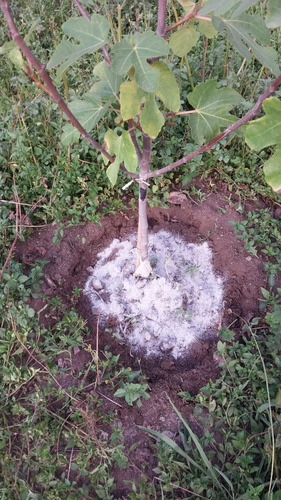 Harina De Hueso 15 Kg Fertilizante Natural ,organico .