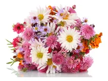 Comprar Combo Semillas De Flores Primavera \u002F Verano - 15 Variedades