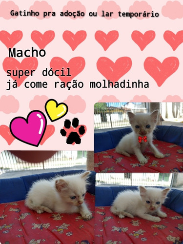 Imagem 1 de 2 de Gatinhos Pra Adoção Ou Lar Temporário