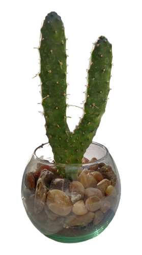 Terrario De Cactus