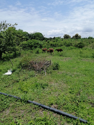 Imagen 3 de 5 de Terreno Finca Y Casa Rupestre 6 Hectáreas Cerca A Guayaquil
