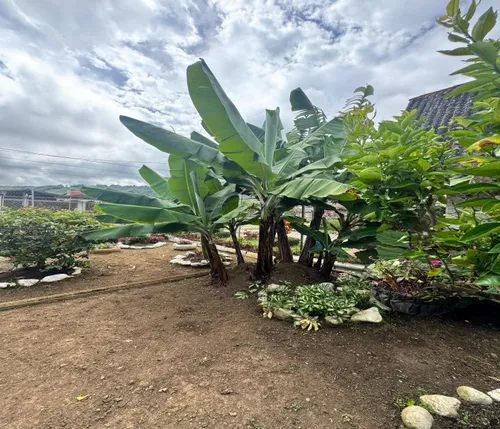 Venta De Casa En El Queremal Valle Del Cauca
