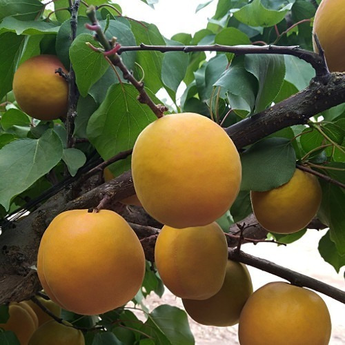 Imagen 1 de 2 de Almendros - Prunus Dulcis