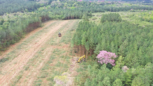 Imagen 6 de 7 de Se Vende Chacra De 50 Ha En Loreto Misiones Suelo 9