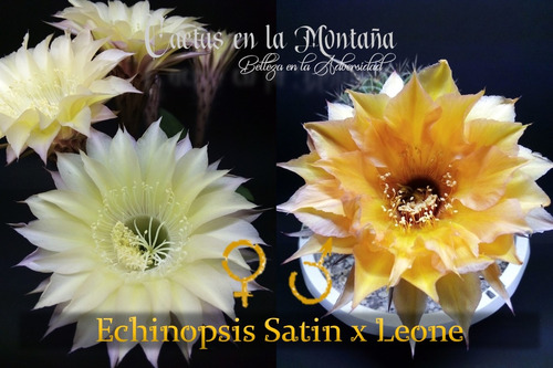 Semillero + Guía + 30 Semillas / Echinopsis Híbrido #03 U