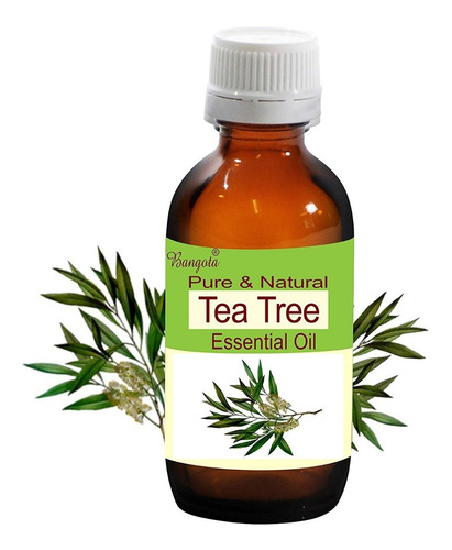 Imagem 2 de 8 de 200 Sementes Melaleuca Alternifolia Tea Tree + Frete Gratis