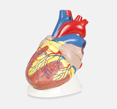 Vision Scientific Vsa471 Jumbo Heart - Juego De 3 Piezas, 5