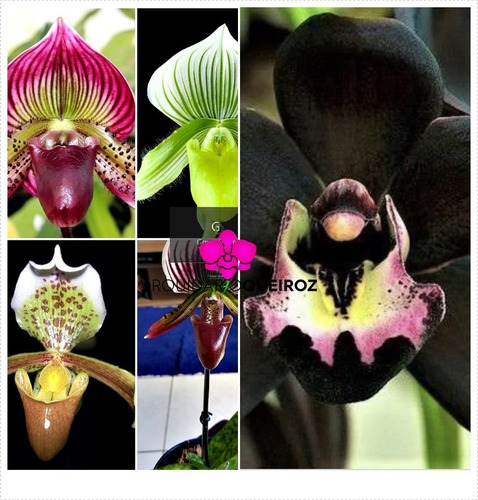 Kit 3 Orquídeas Sapatinho Paphiopedilum + Cymbidium Negro | Frete grátis