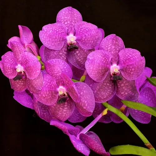 Substrato De Orquideas Sapatinho Para Floração Envio Rápido