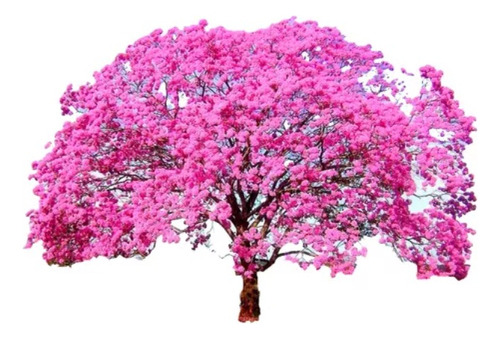 Kit Com 30 Mudas De Ipe (15 Ipe Amarelo + 15 Ipe Rosa)