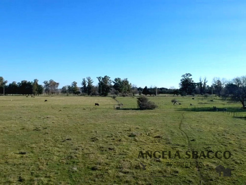 Excelente Campito, En Exaltación De La Cruz.
