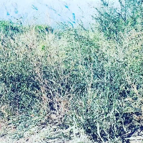 Imagen 3 de 3 de Lotes En Venta En Merlo San Luis.