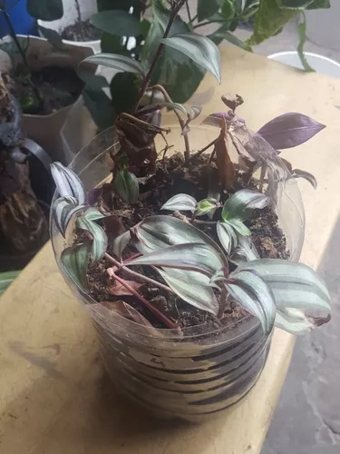 Tradescantia | MercadoLibre 📦