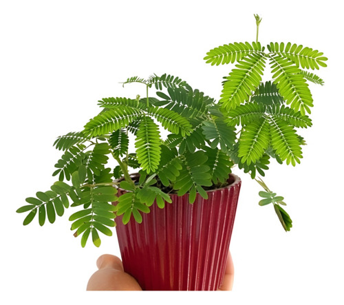 Planta  Mimosa Pudica SodiMac