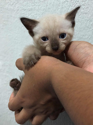 Gatinhos Para Adoção