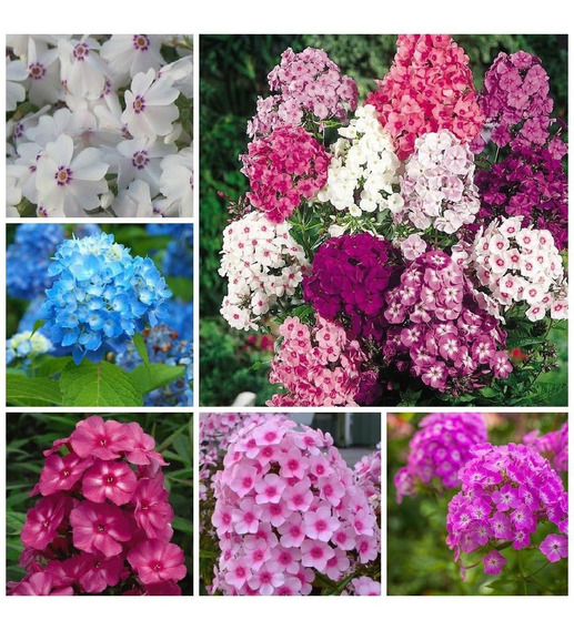 Semillas Flores Juanitas Semillas Flores Juanitas