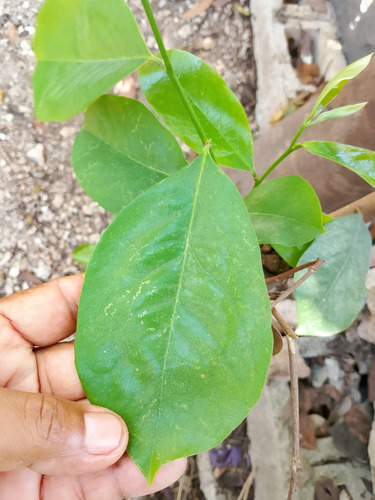 Te Hoja De Guanabana