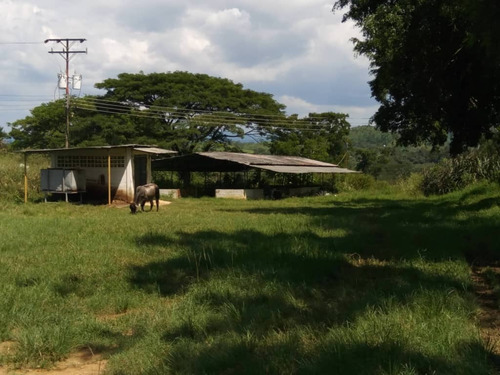 Granja Multiproposito En Tinaquillo 7has.  Luisa Mezones Vende