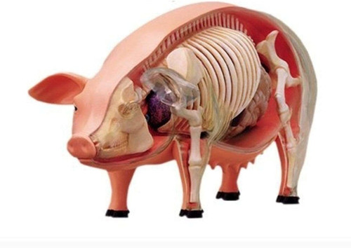 Modelo De Anatomia Del Cerdo Tedco Con Guia Ilustrada, 4d