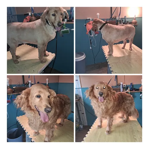 Peluquería Canina A Domicilio Y Local, Pensionado.