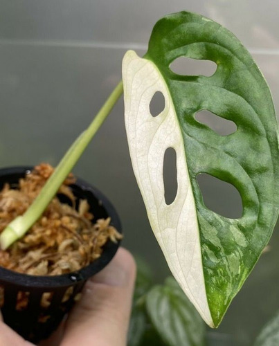 Monstera Adansoniii (planta Para Coleccionistas)