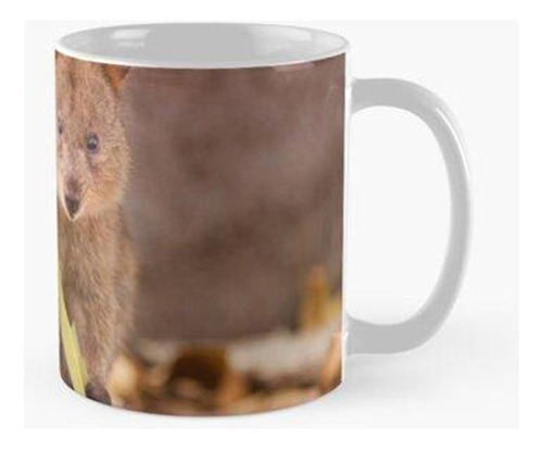 Taza Australia Occidental En Peligro De Extinción Quokka Cal