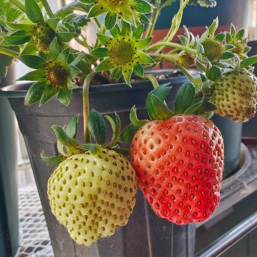 Semillas Gigantes De Fresa Dulce Para Plantar