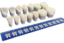 Comprar Macro Modelo Anatômico Odontológico - Kit Macro Dentes
