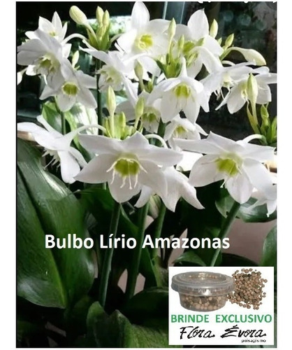 1 Bulbo Eucharis Grandiflora Estrela-dalva Lírio Do Amazonas | Parcelamento  sem juros