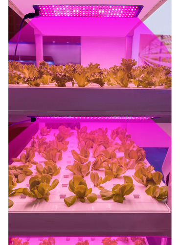 Lámpara De Crecimiento, Panel Completo, Bloom Grow Light, Pl
