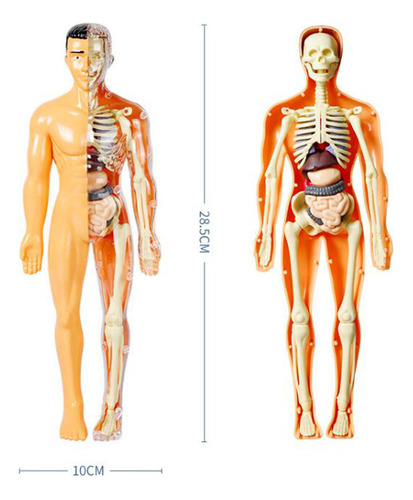 Esqueleto Corpo Humano De Modelos Medicina Enfermagem Anatom