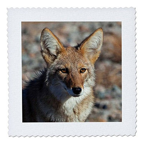 3d Rose Usa California Coyote En The Wild En Death Valley Sq