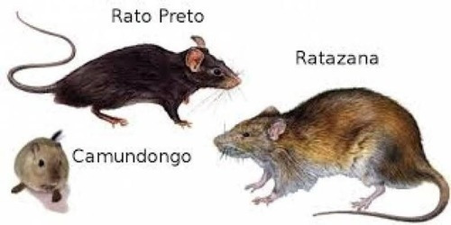 Sementes De Girassol Para Ratos Isca 10 Pacotes Super Oferta