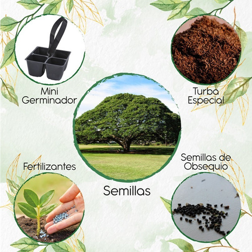 25 Semillas De Árbol Samanea Samán + Mini Kit De Germinación