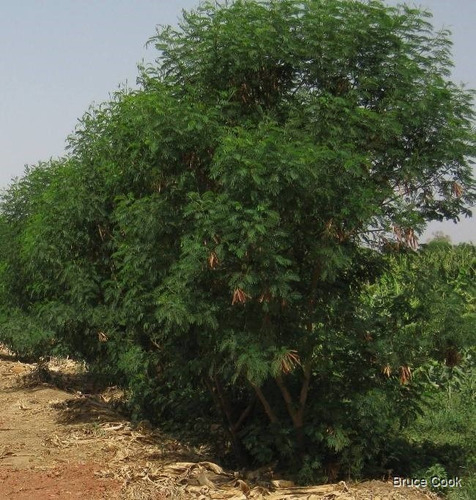 Semillas De Leucaena Forrajera