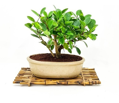 Bonsai Planta Ficus Retusa Maceta Cerámica Esmaltada N4