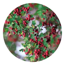 Comprar Planta De Espino Blanco, Crataegus 
